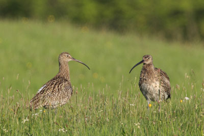 Bird photography by Neil Salisbury